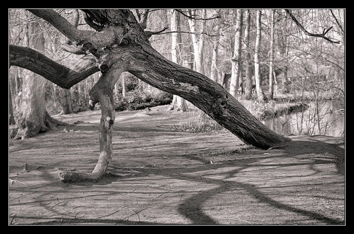 Bushy Park trees-10