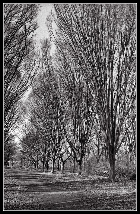 Bushy Park trees-2